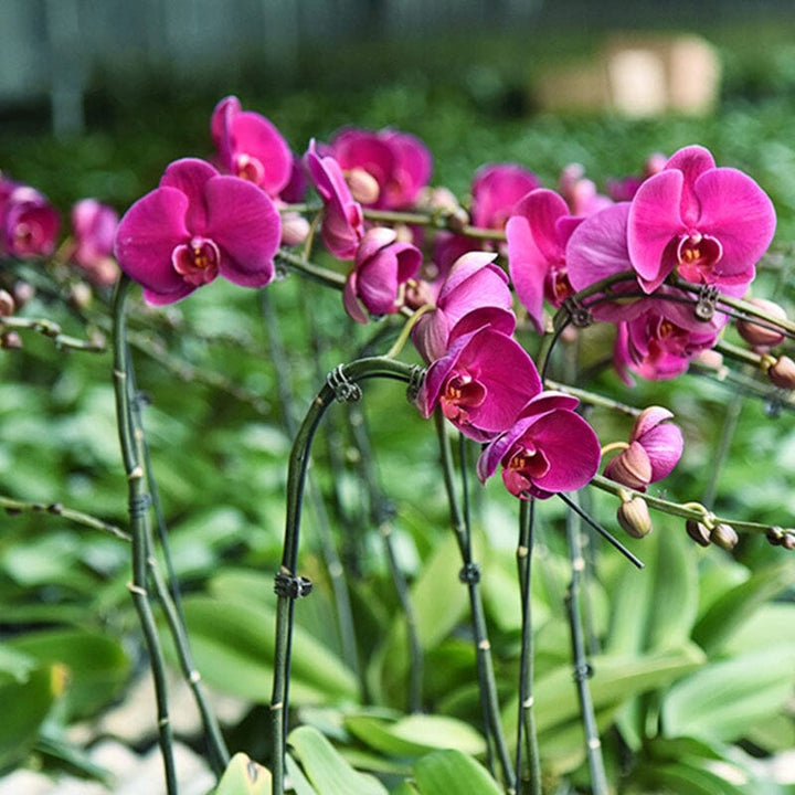 Planteholdere 14x15mm, let plast, understøtter blomsterstængler, grøn farve, velegnet til orkideer og stueplanter.