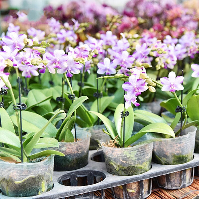 Planteholdere 14x15mm, let plast, understøtter blomsterstængler, grøn farve, velegnet til orkideer og stueplanter.