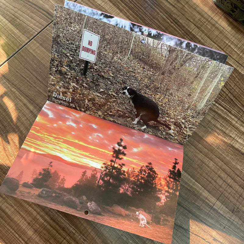 Hundekalender til væggen, sjove farverige billeder af hunde, perfekt gave til hundeelskere, bringer glæde til hjemmet.