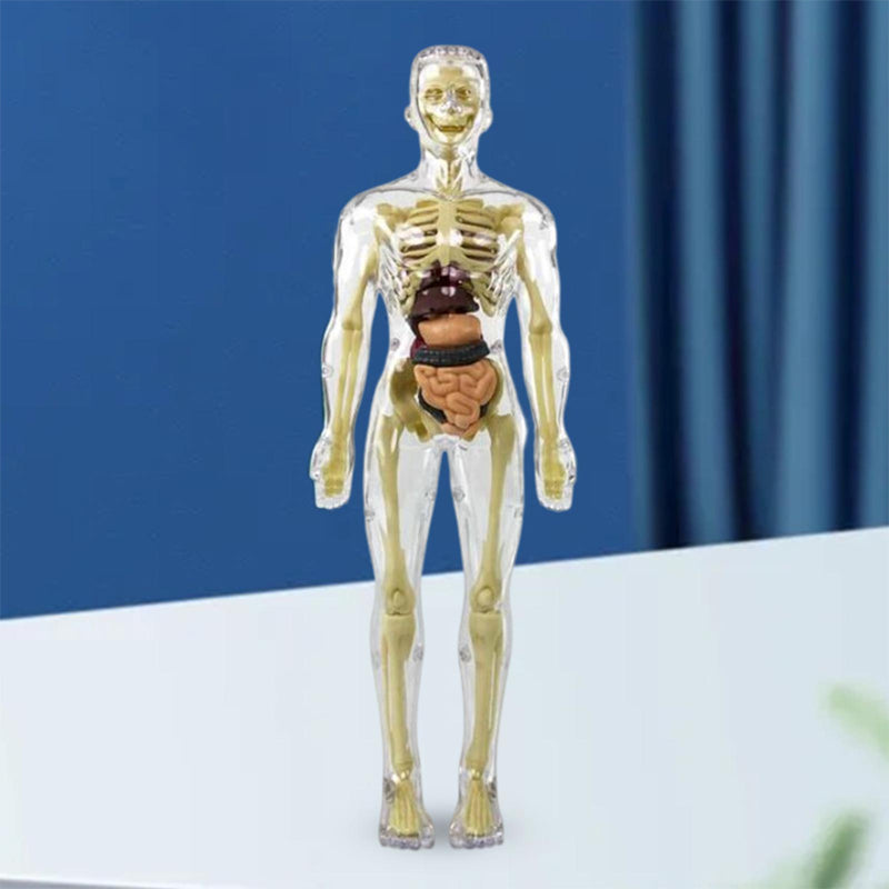 Børns 3D anatomisk model legetøj, gennemsigtigt PVC-legetøj, viser kropsdele, størrelse 28,5 x 10 cm, til læring