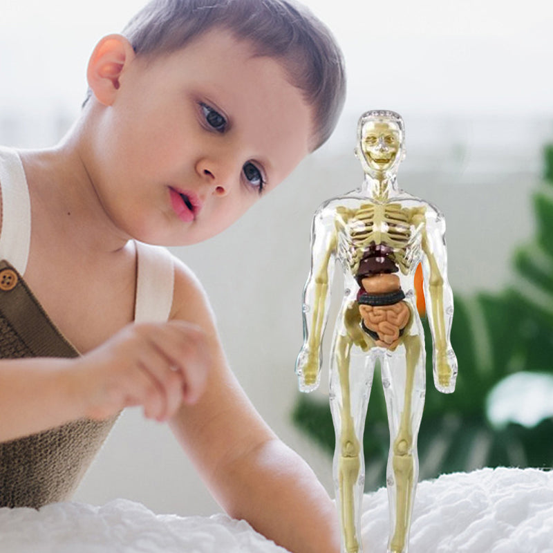 Børns 3D anatomisk model legetøj, gennemsigtigt PVC-legetøj, viser kropsdele, størrelse 28,5 x 10 cm, til læring
