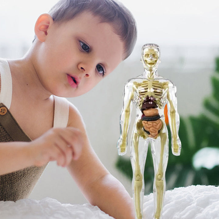 Børns 3D anatomisk model legetøj, gennemsigtigt PVC-legetøj, viser kropsdele, størrelse 28,5 x 10 cm, til læring