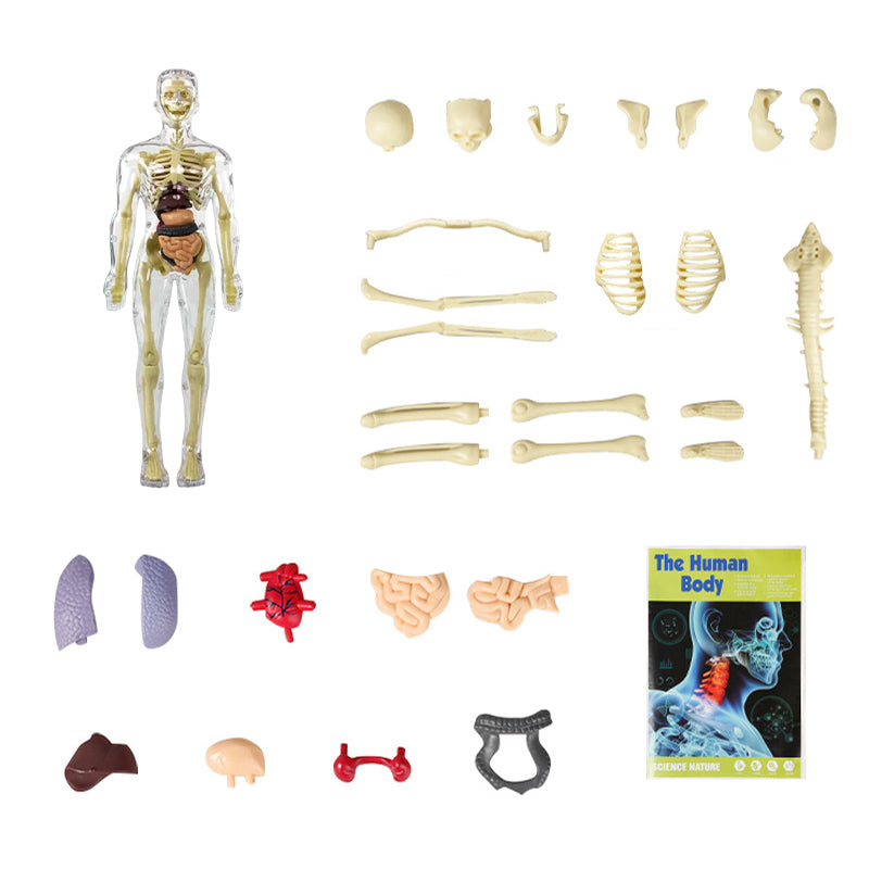 Børns 3D anatomisk model legetøj, gennemsigtigt PVC-legetøj, viser kropsdele, størrelse 28,5 x 10 cm, til læring