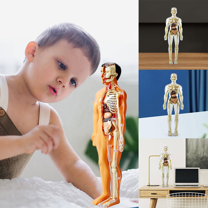Børns 3D anatomisk model legetøj, gennemsigtigt PVC-legetøj, viser kropsdele, størrelse 28,5 x 10 cm, til læring