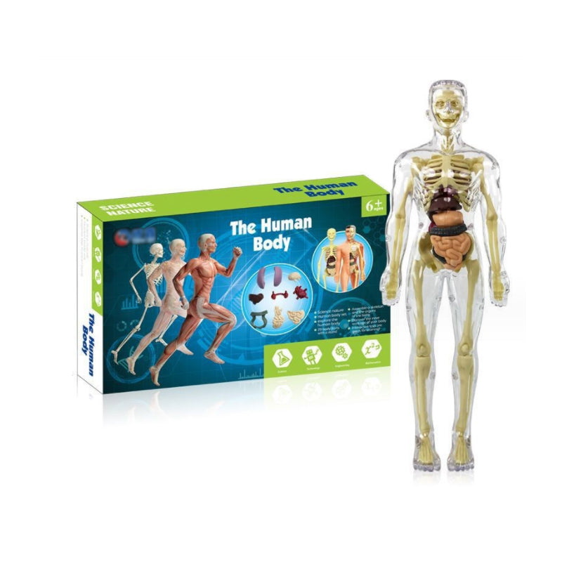 Børns 3D anatomisk model legetøj, gennemsigtigt PVC-legetøj, viser kropsdele, størrelse 28,5 x 10 cm, til læring