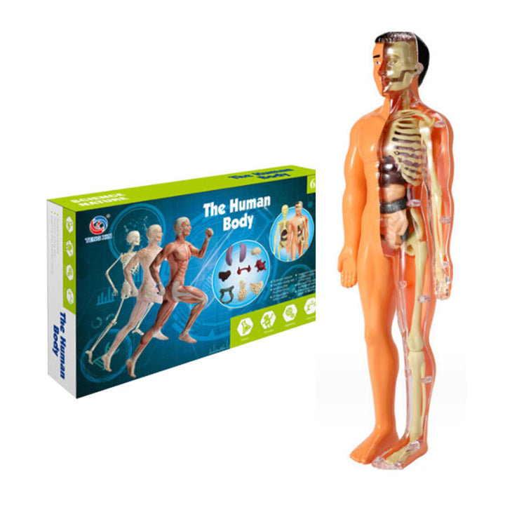 Børns 3D anatomisk model legetøj, gennemsigtigt PVC-legetøj, viser kropsdele, størrelse 28,5 x 10 cm, til læring