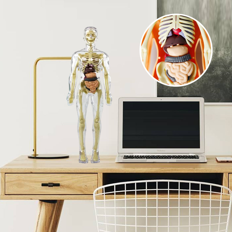 Børns 3D anatomisk model legetøj, gennemsigtigt PVC-legetøj, viser kropsdele, størrelse 28,5 x 10 cm, til læring