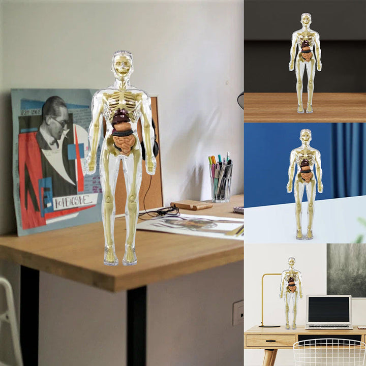 Børns 3D anatomisk model legetøj, gennemsigtigt PVC-legetøj, viser kropsdele, størrelse 28,5 x 10 cm, til læring