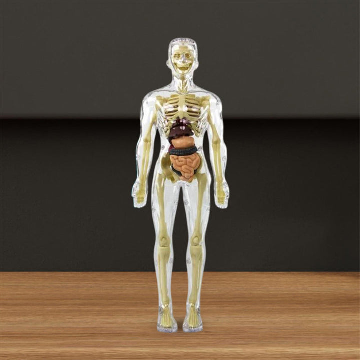 Børns 3D anatomisk model legetøj, gennemsigtigt PVC-legetøj, viser kropsdele, størrelse 28,5 x 10 cm, til læring
