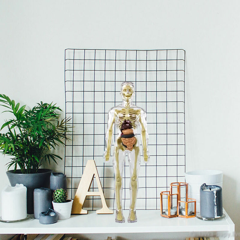 Børns 3D anatomisk model legetøj, gennemsigtigt PVC-legetøj, viser kropsdele, størrelse 28,5 x 10 cm, til læring