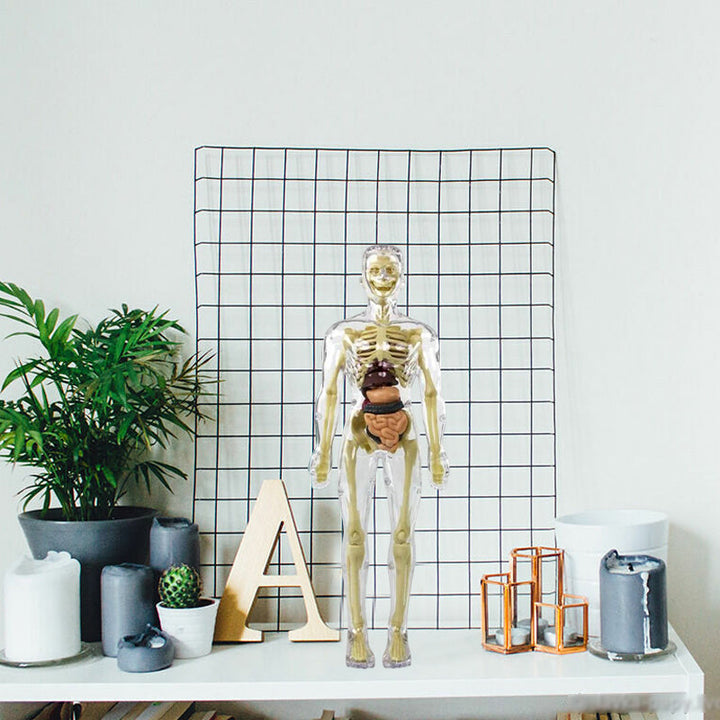 Børns 3D anatomisk model legetøj, gennemsigtigt PVC-legetøj, viser kropsdele, størrelse 28,5 x 10 cm, til læring