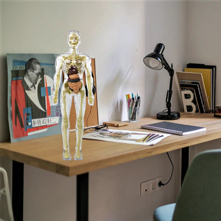 Børns 3D anatomisk model legetøj, gennemsigtigt PVC-legetøj, viser kropsdele, størrelse 28,5 x 10 cm, til læring