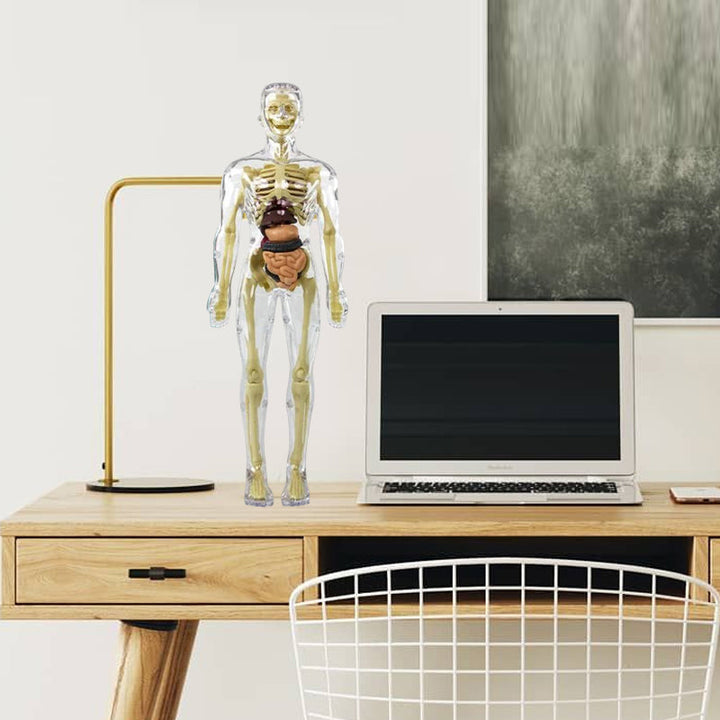 Børns 3D anatomisk model legetøj, gennemsigtigt PVC-legetøj, viser kropsdele, størrelse 28,5 x 10 cm, til læring