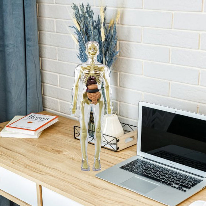 Børns 3D anatomisk model legetøj, gennemsigtigt PVC-legetøj, viser kropsdele, størrelse 28,5 x 10 cm, til læring
